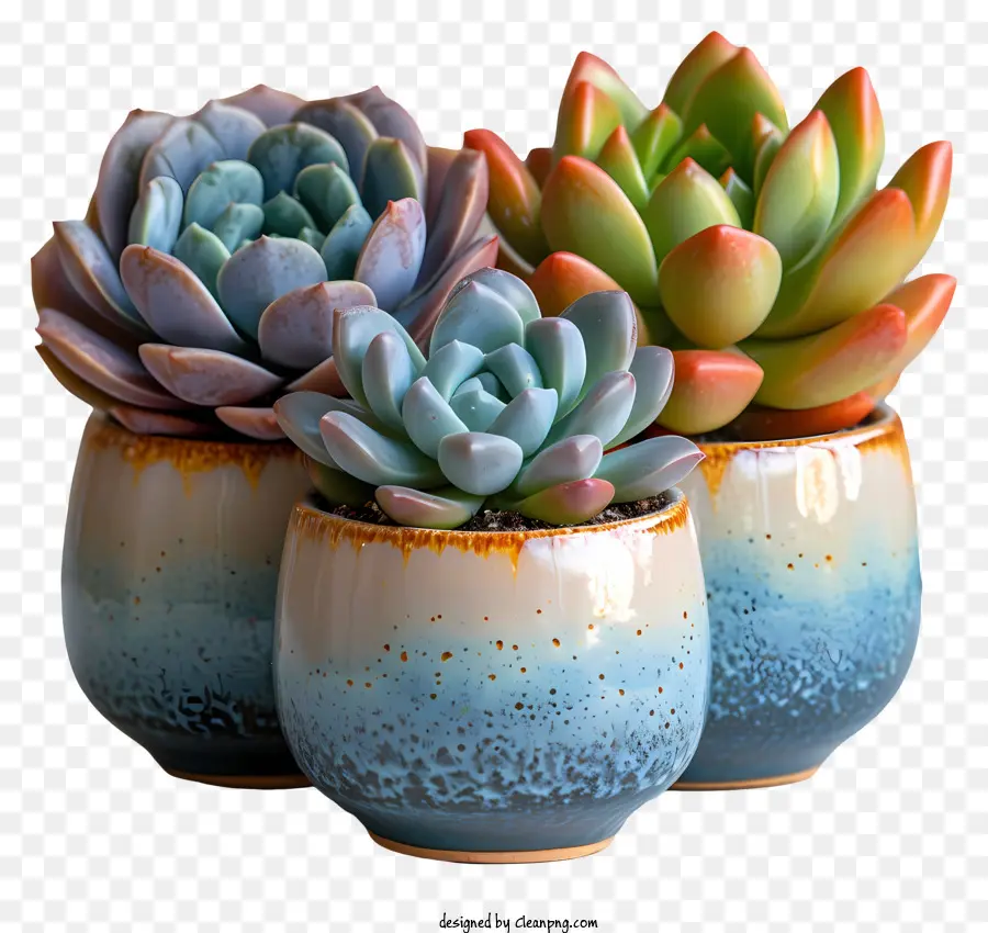 Cactus，Succulentes PNG