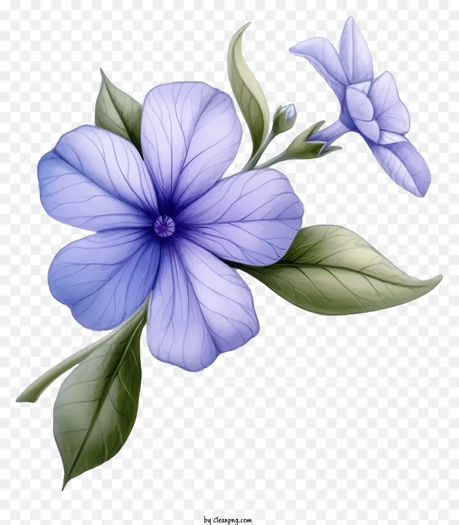 Fleur De Périwinkle élégante，Fleur Bleue PNG
