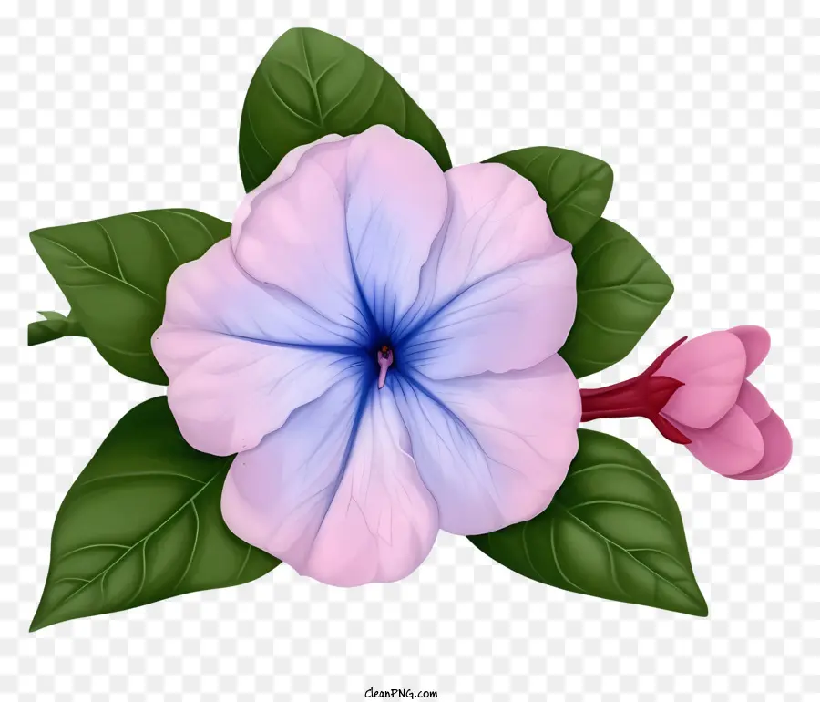 élégante Fleur De Pervenche，Fleur PNG