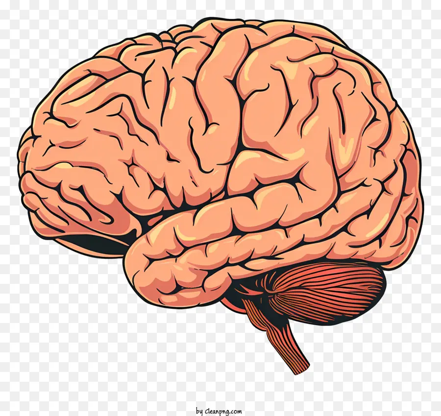 Le Cerveau De L'esprit，Le Cerveau Humain PNG