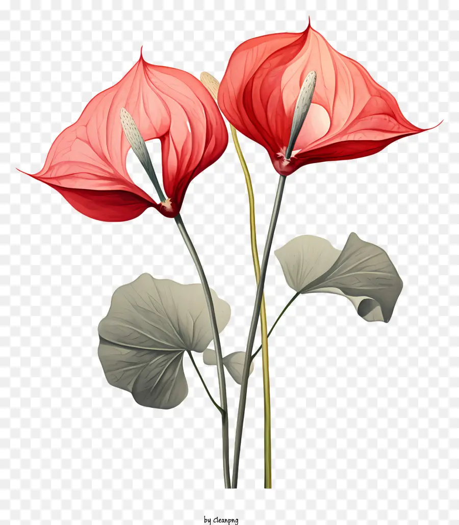 Fleurs D'anthurium，Fleurs Rouges PNG