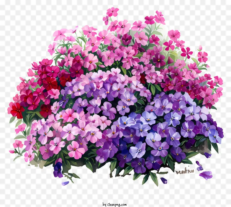 Parterre De Fleurs Phlox，Arrangement Floral PNG