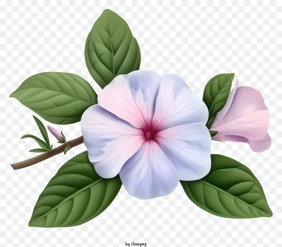 Fleur De Périwinkle élégante，Pétunia Blanche PNG