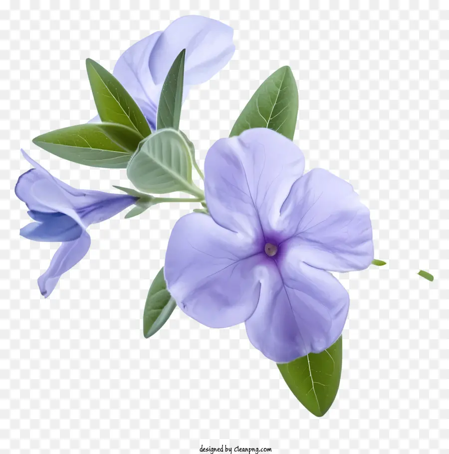 Fleur De Périwinkle élégante，Fleur Pourpre PNG
