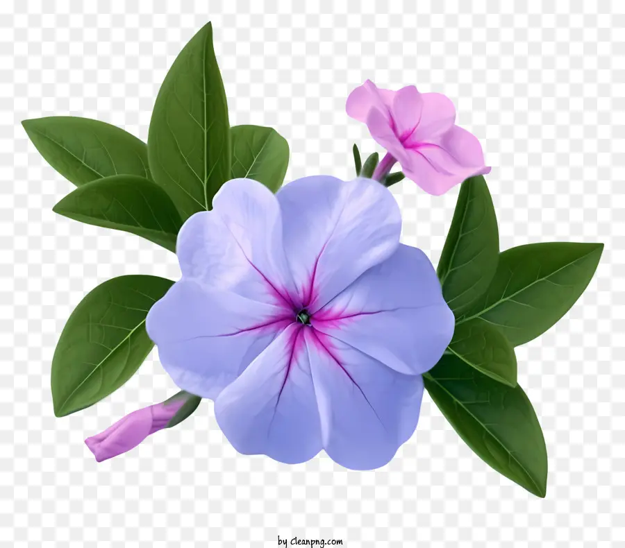 Fleur De Périwinkle élégante，Fleur Bleue Et Rose PNG