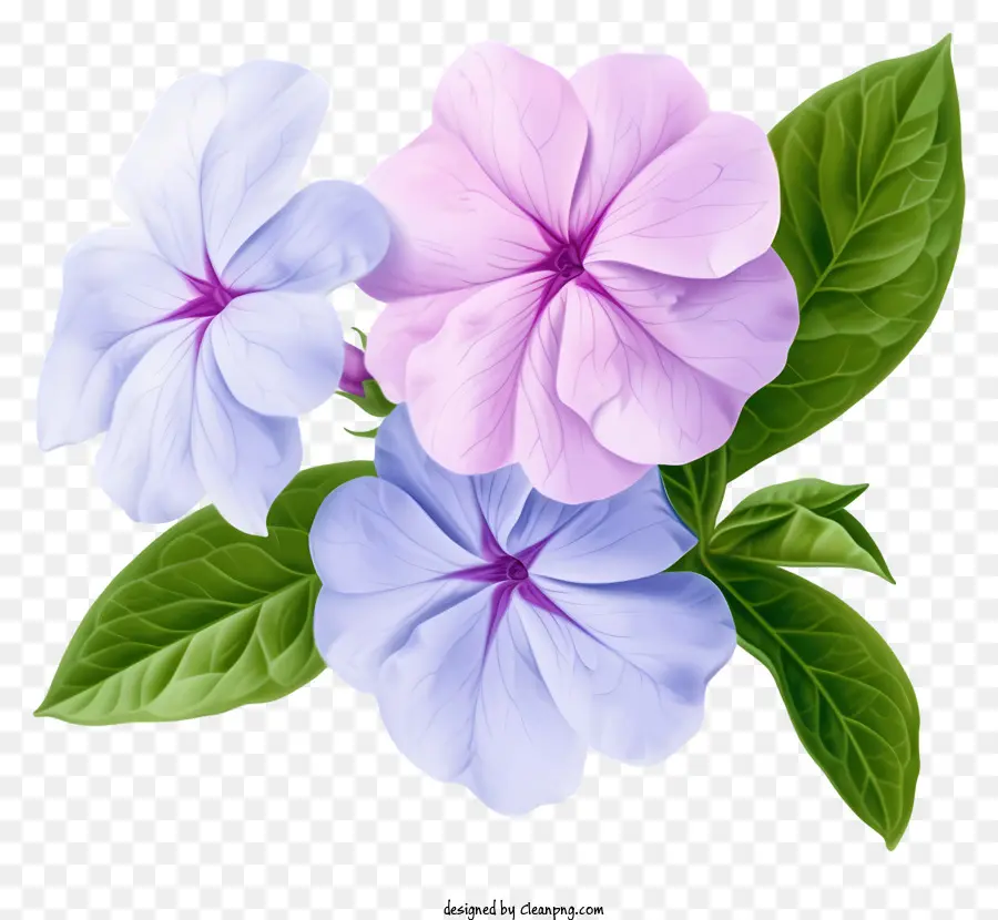 Fleur De Périwinkle élégante，Fleurs Pourpres PNG