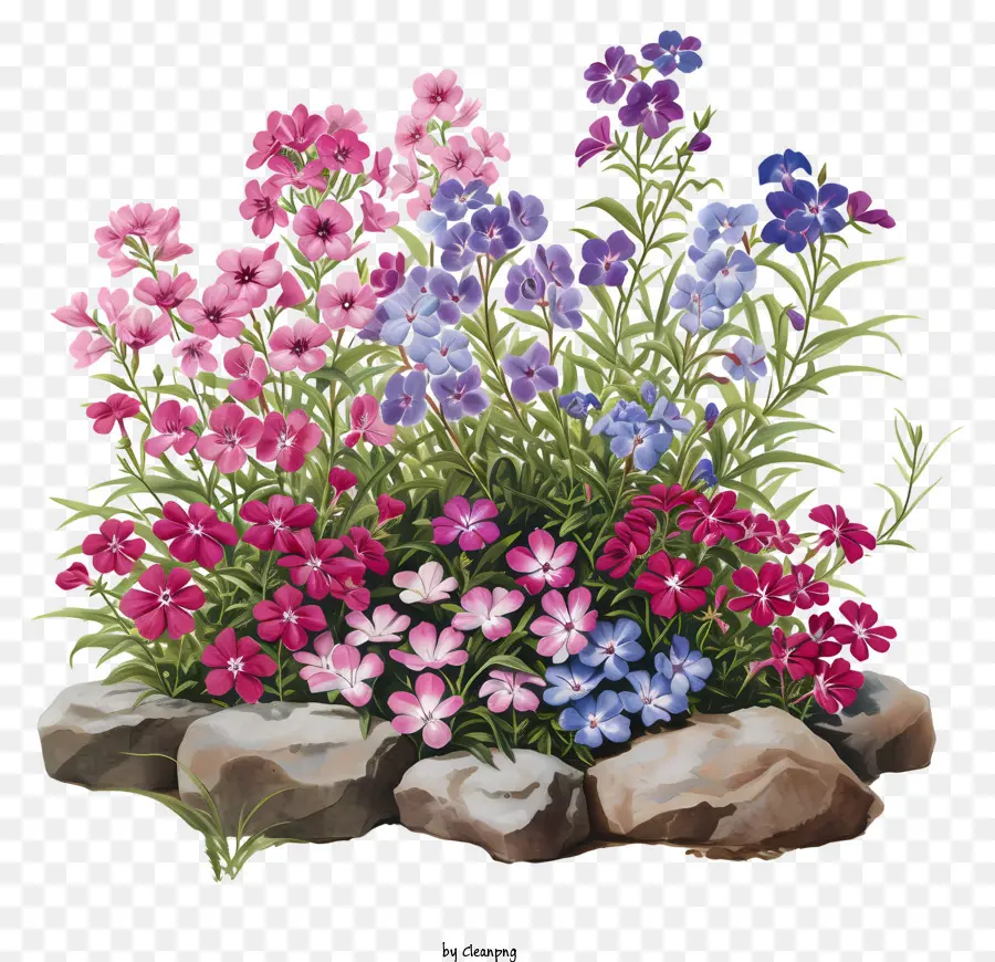 Parterre De Fleurs Phlox，Fleurs Colorées PNG