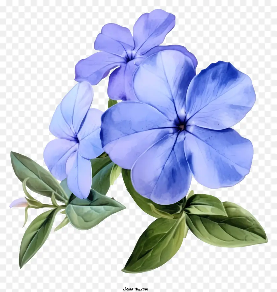 Fleur De Périwinkle élégante，Fleurs Bleues PNG