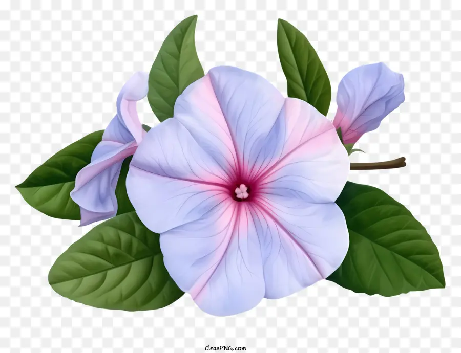 Fleur De Périwinkle élégante，Fleur PNG