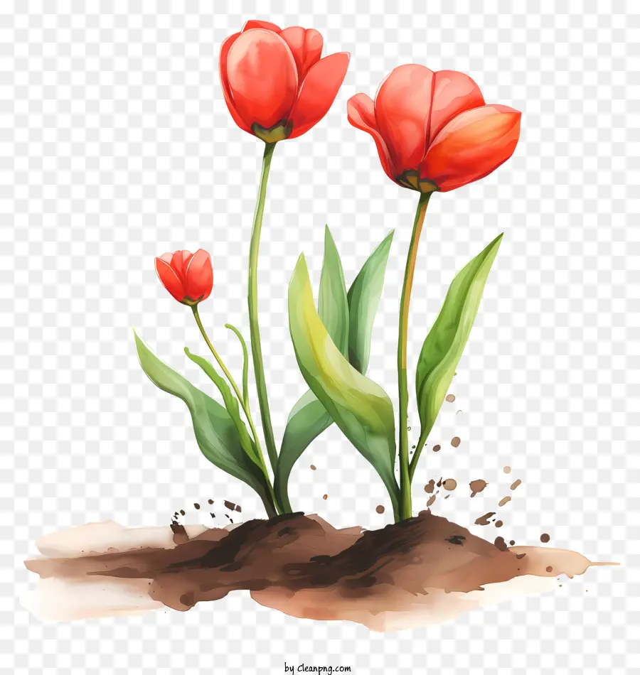 Plantez Une Journée De Fleur，Les Tulipes PNG