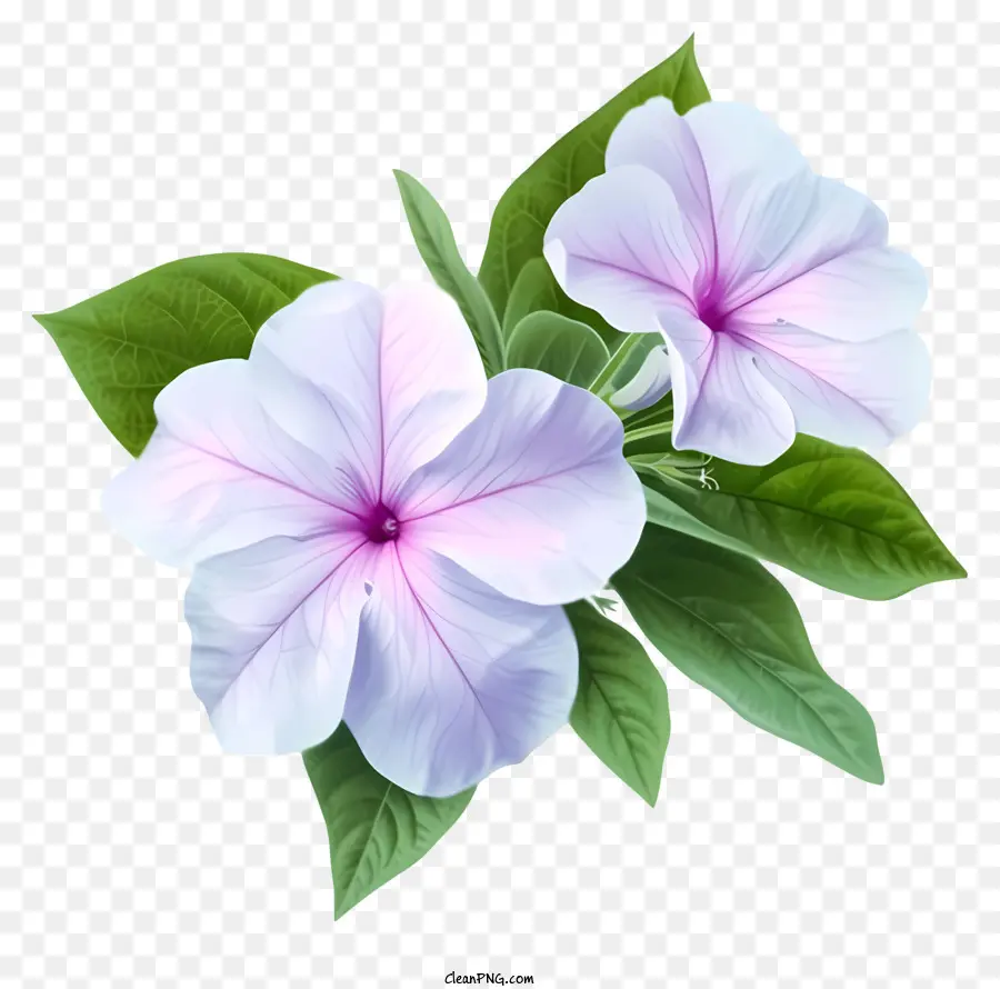 Fleur De Périwinkle élégante，Fleurs Blanches PNG