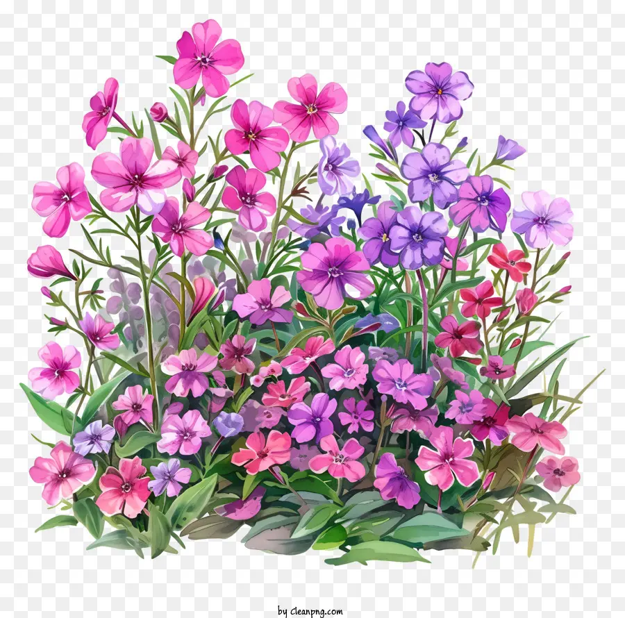 Parterre De Fleurs Phlox，Jardin PNG