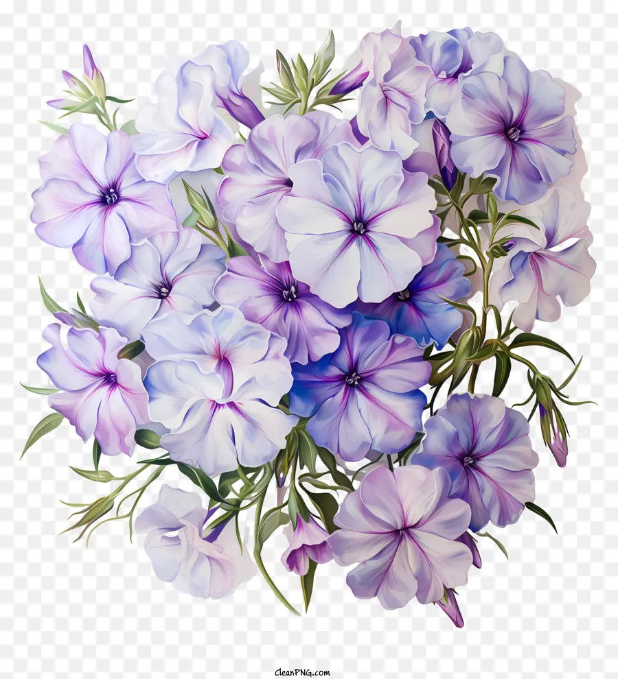 Parterre De Fleurs Phlox，Pannes Violettes PNG