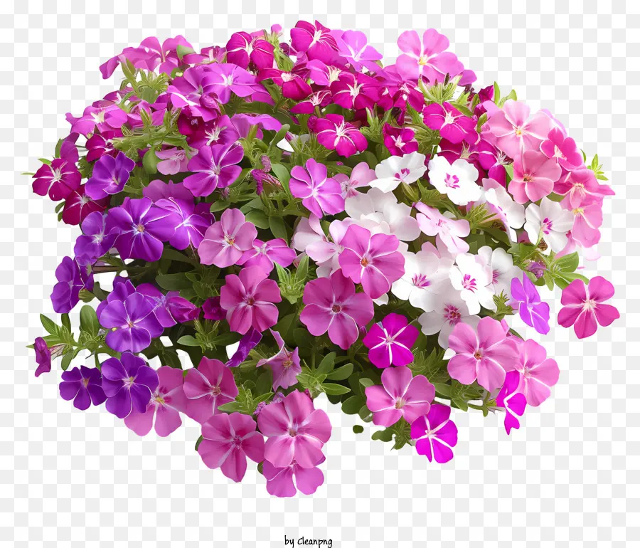 Parterre De Fleurs Phlox，Bouquet PNG