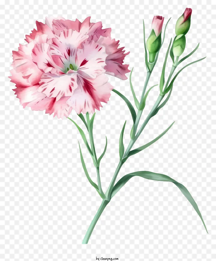 Aquarelle élégante Fleur De Dianthus，Oeillet Rose PNG