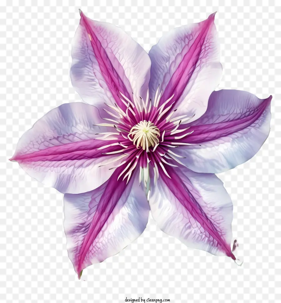 Aquarelle Fleur De Clématite élégante，Fleur De Clematisses Violet PNG