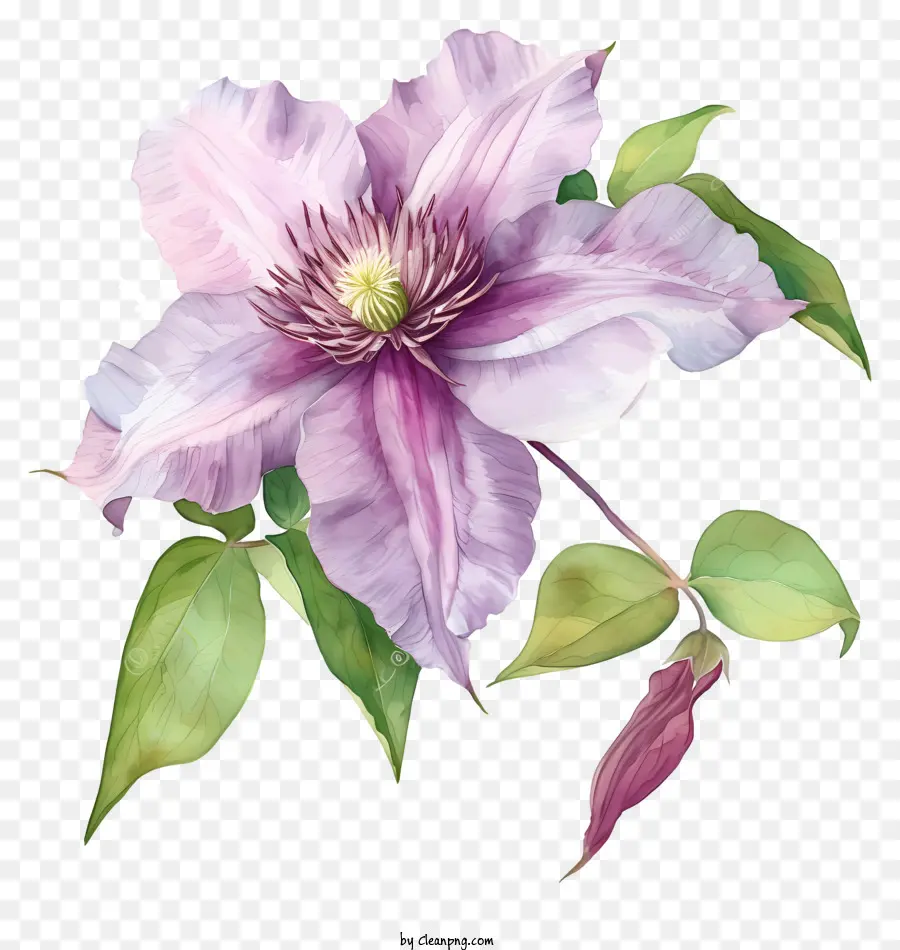 Aquarelle Fleur De Clématite élégante，Peinture De Clématophy Rose PNG