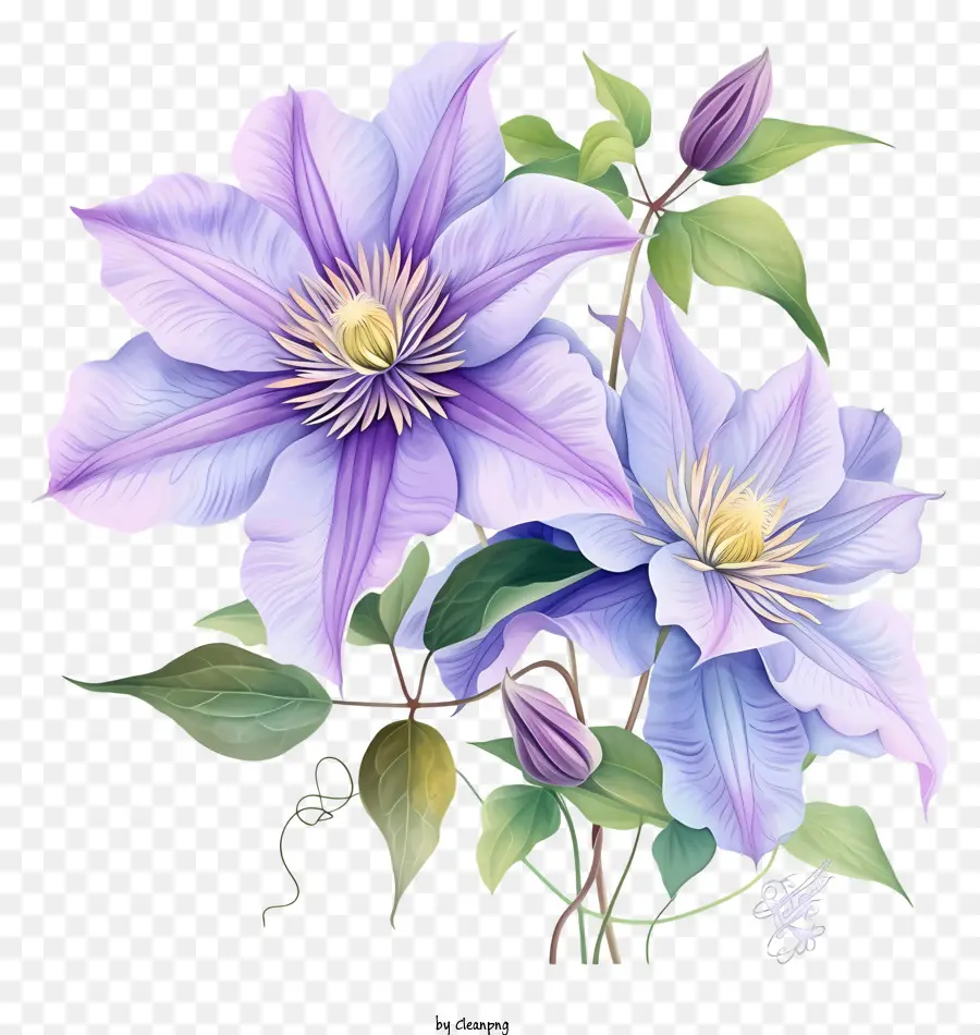 Conception De Vecteur De Fleur De Clematis élégant Conception，Clematis Violet PNG