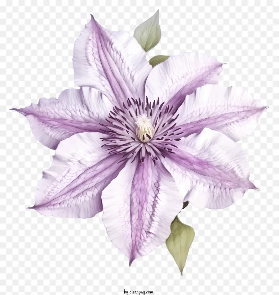 Fleur De Clématite élégante Dessinée à La Main，Fleur PNG