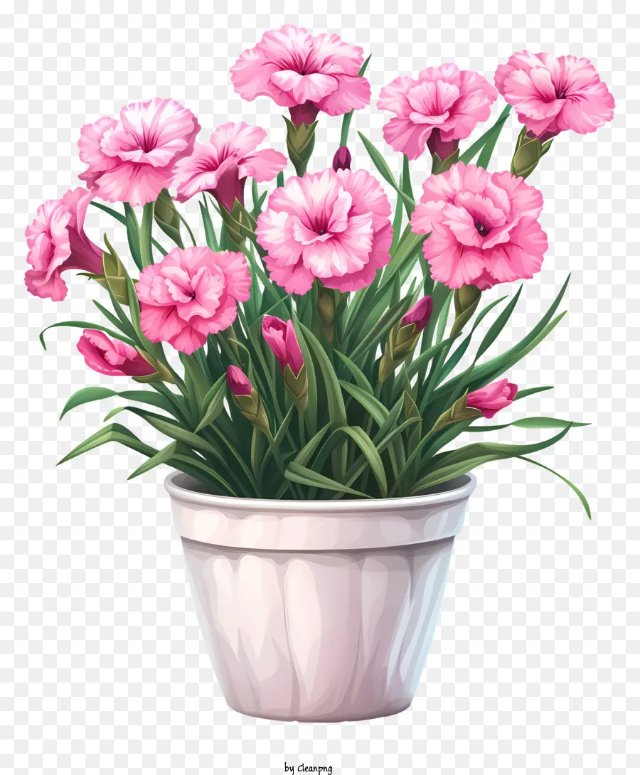 Fleur De Dianthus，Oeillet Rose PNG