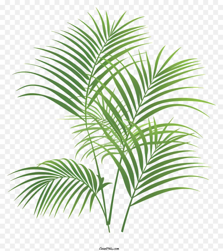 Des Branches De Palmier，Feuille De Palmier PNG