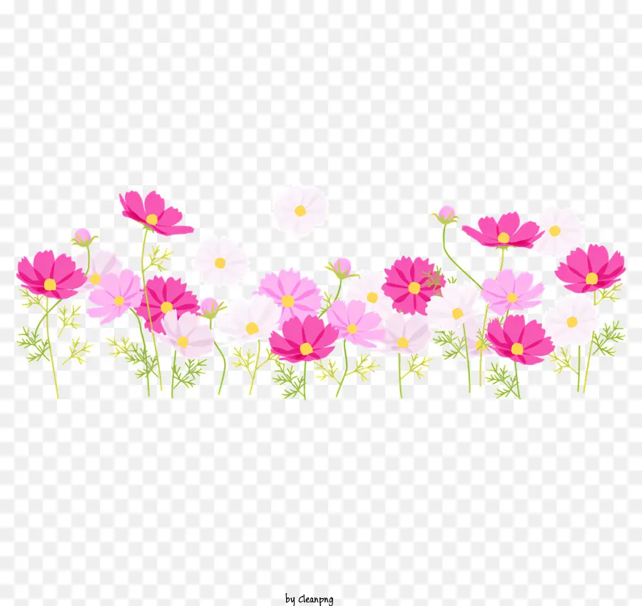 Cosmos Fleur，Fleurs Roses Et Blanches PNG