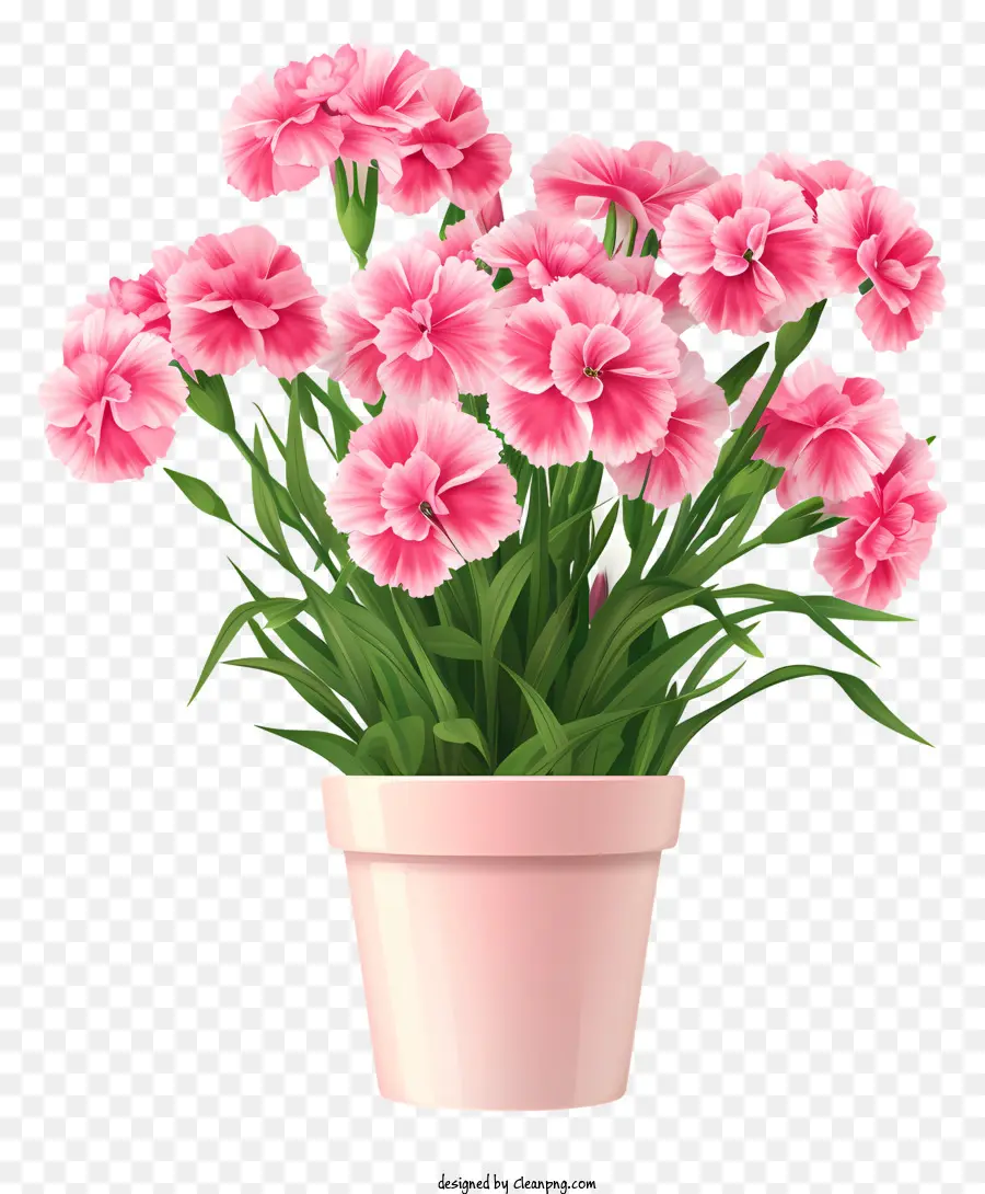 Fleur De Dianthus，Pot De Fleur Rose PNG
