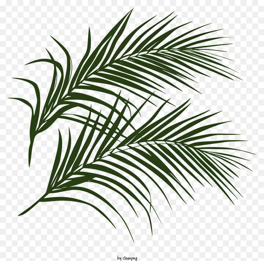 Des Branches De Palmier，Feuille De Palmier PNG