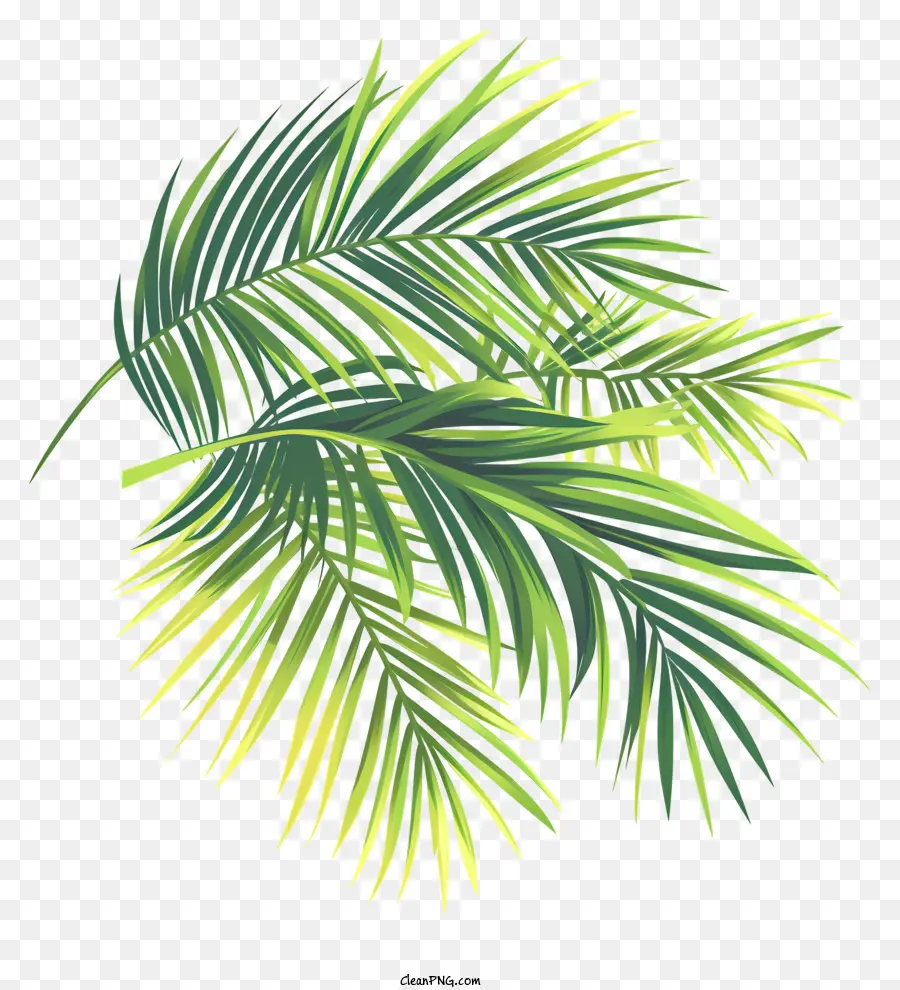 Des Branches De Palmier，Les Feuilles De Palmier PNG