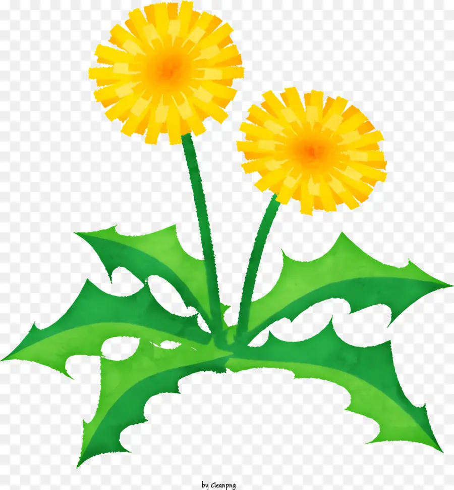 Pissenlit，Deux Fleurs Jaunes PNG