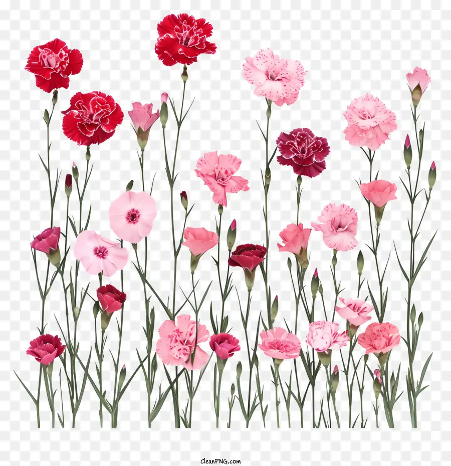 Fleur De Dianthus，Fleurs Roses Et Rouges PNG