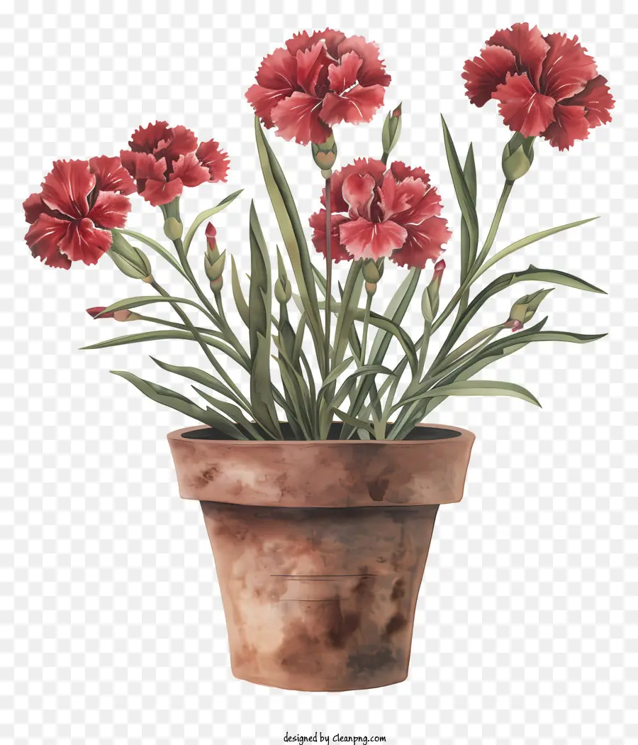 Fleur De Dianthus，Dessin PNG