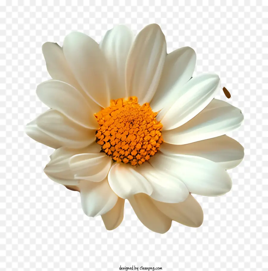 Contexte Du Motif Floral，Daisy Blanche PNG