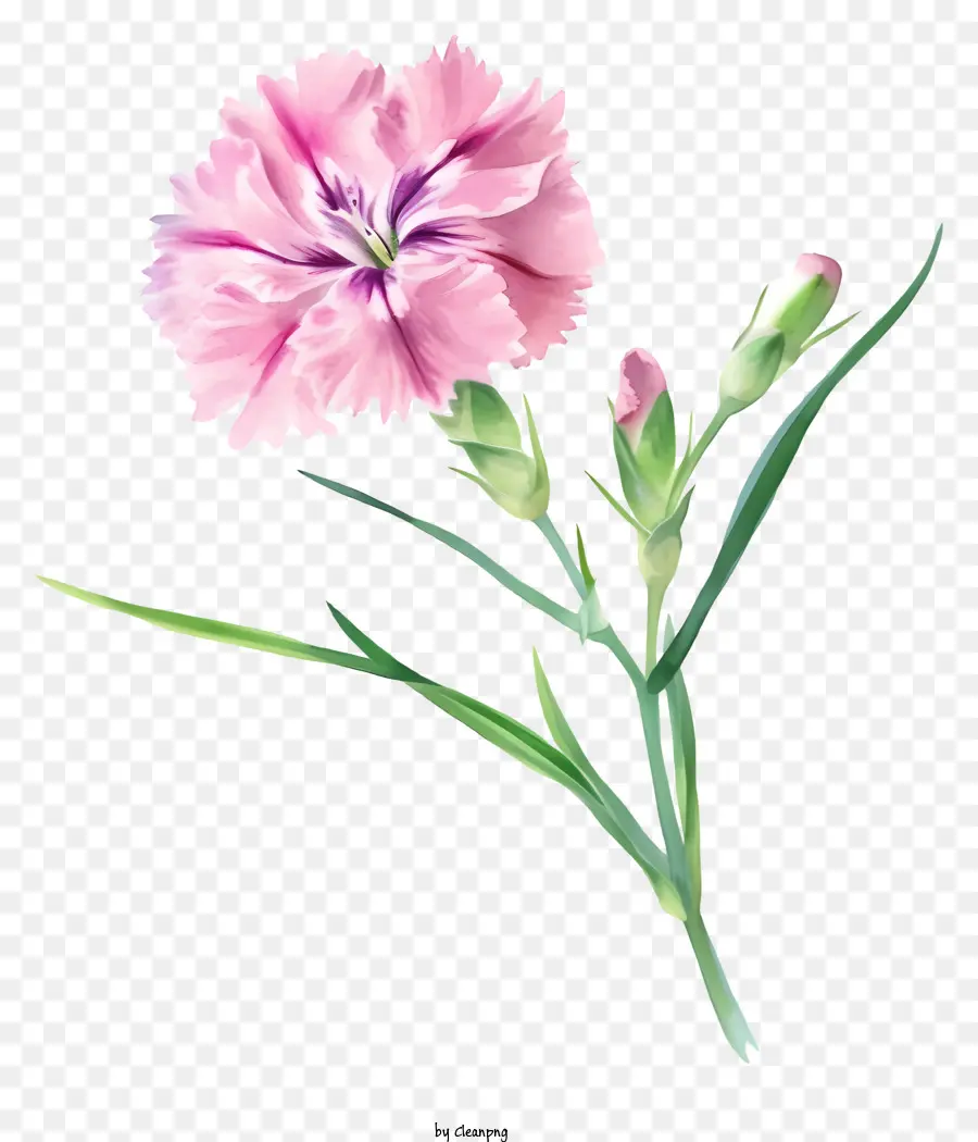 Aquarelle élégante Fleur De Dianthus，Fleur Rose PNG