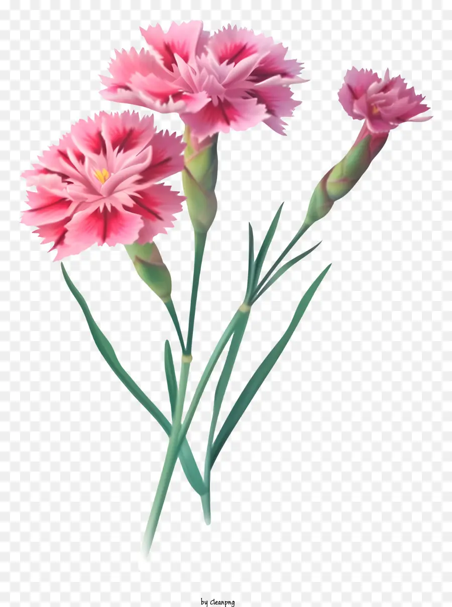 Fleur Réaliste élégante Dianthus，Des œillets Roses PNG
