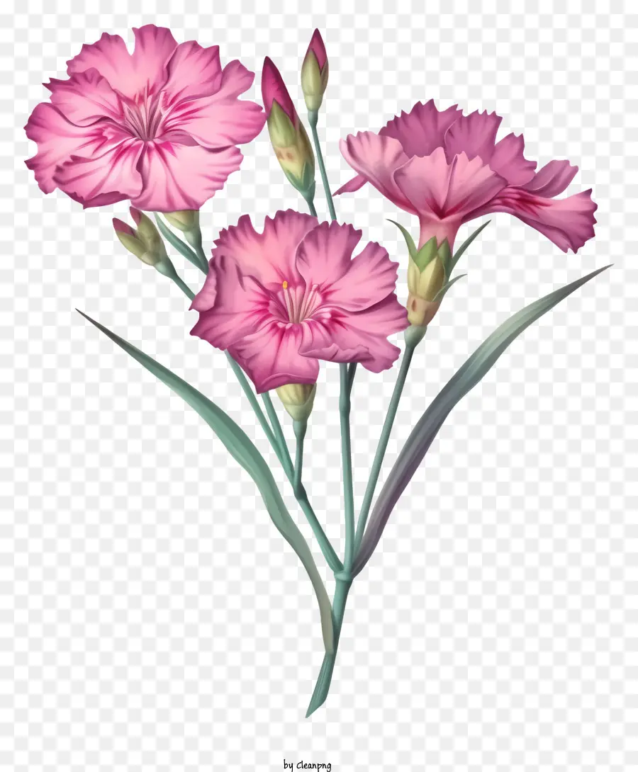 Élégant Dianthus Flower Vector Draw Design，Oeillet Rose PNG