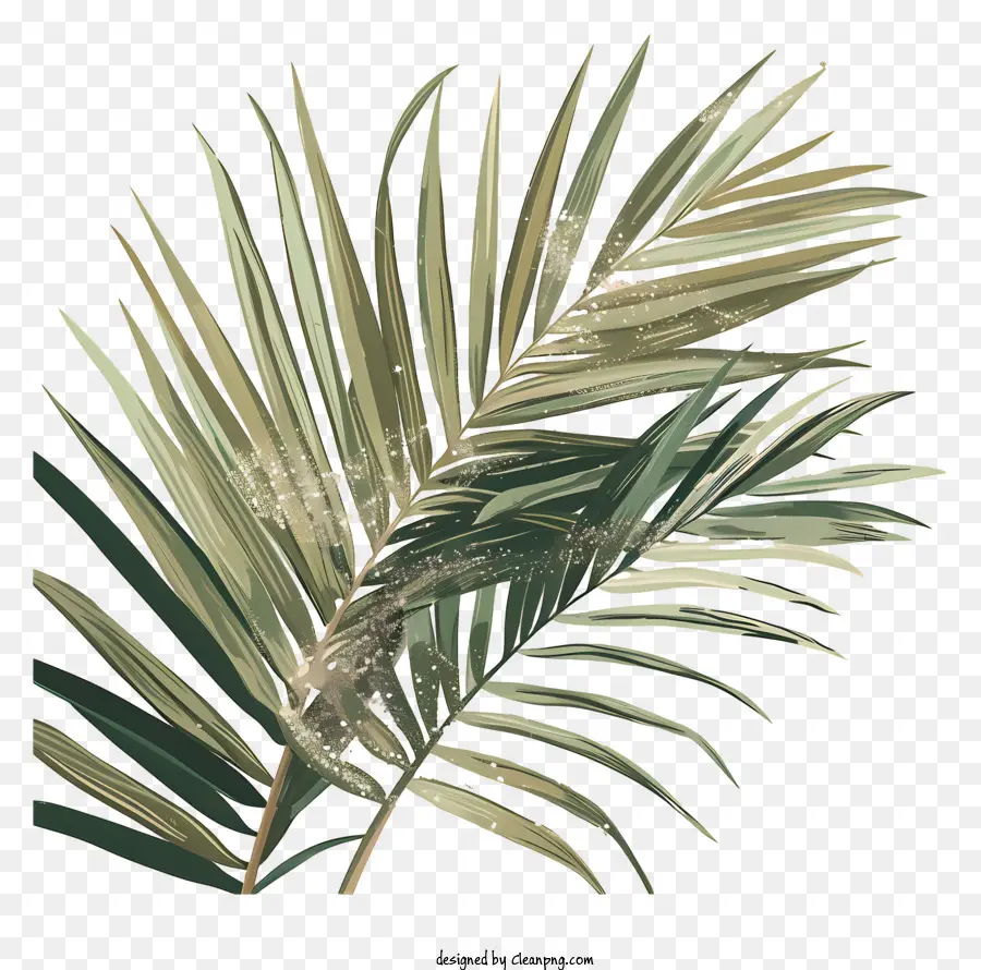 Des Branches De Palmier，Peinture De Feuilles De Palmier PNG