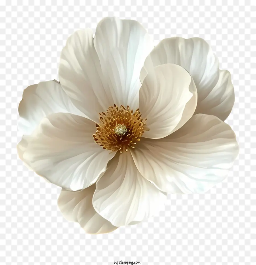 Contexte Du Motif Floral，Fleur Blanche PNG