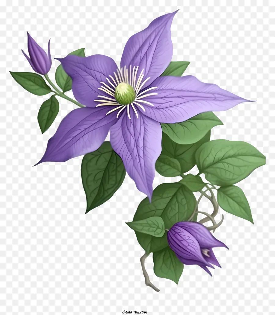 Dessin Animé élégant Fleur De Clematis，Fleur De Clématite Violet PNG