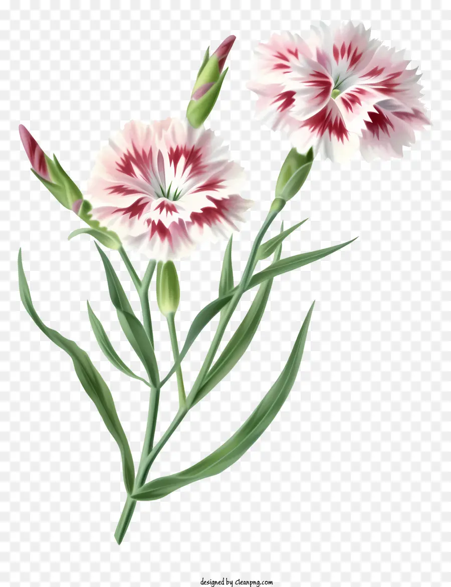 Icône De Fleur élégante Dianthus，Des œillets Roses PNG