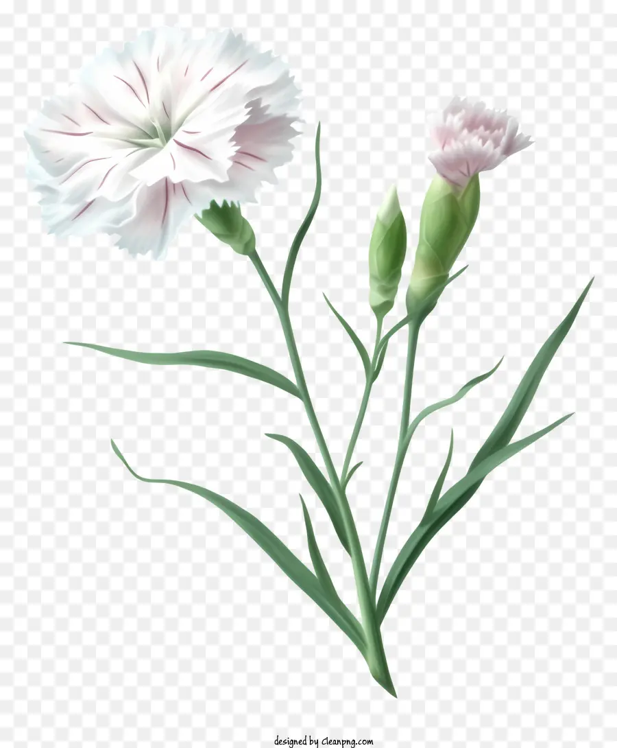 Icône De Fleur élégante Dianthus，Oeillet Fleur PNG
