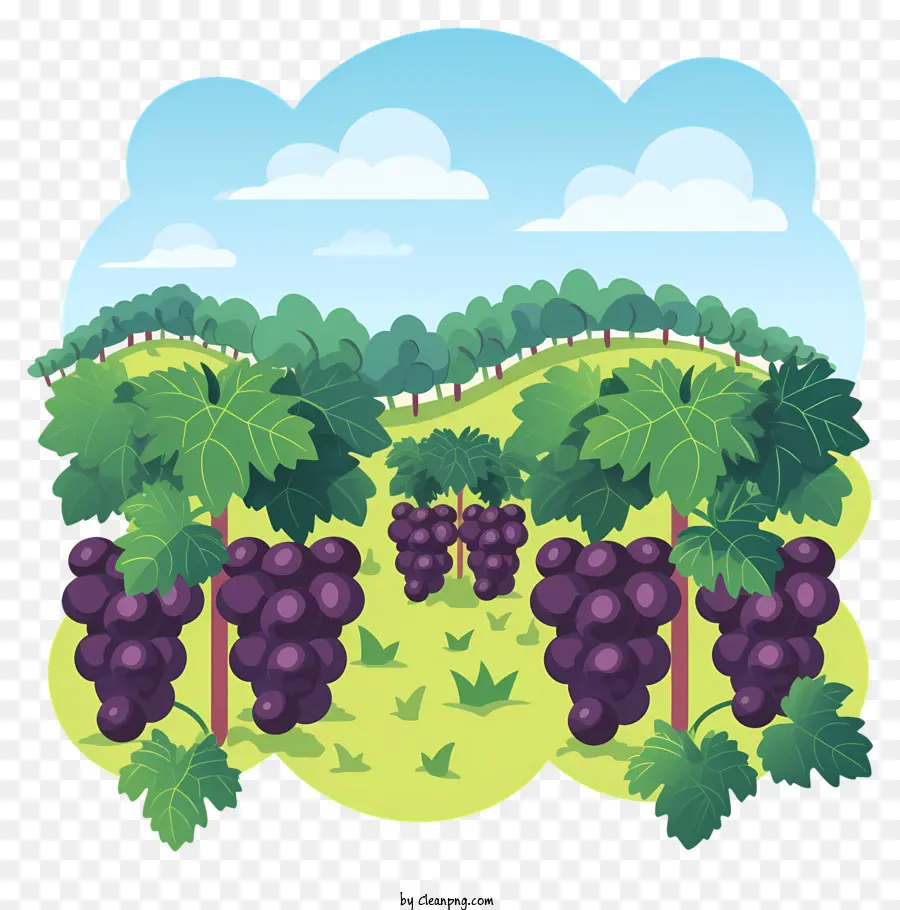 Ferme De Raisins，Vignoble PNG