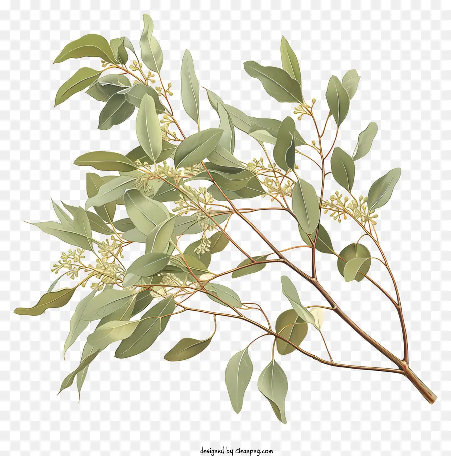 Eucalyptus，Feuilles Vertes PNG