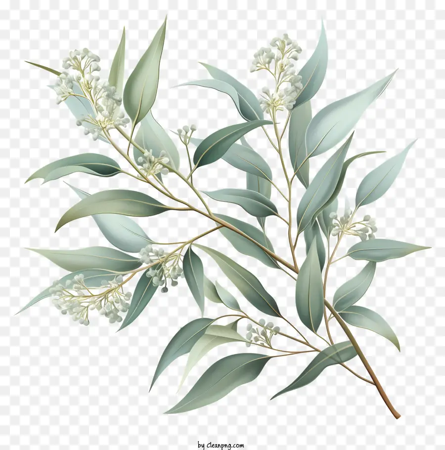 Eucalyptus，Branche D'eucalyptus PNG
