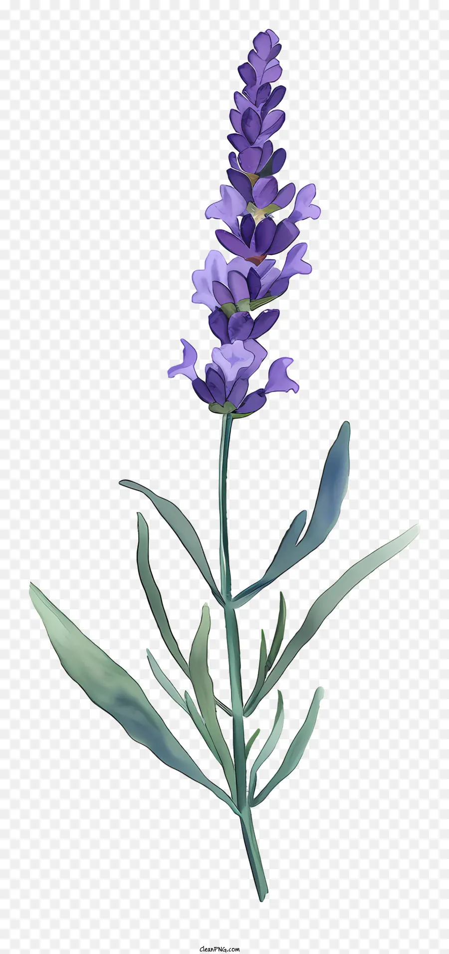 La Lavande，Fleur Pourpre PNG