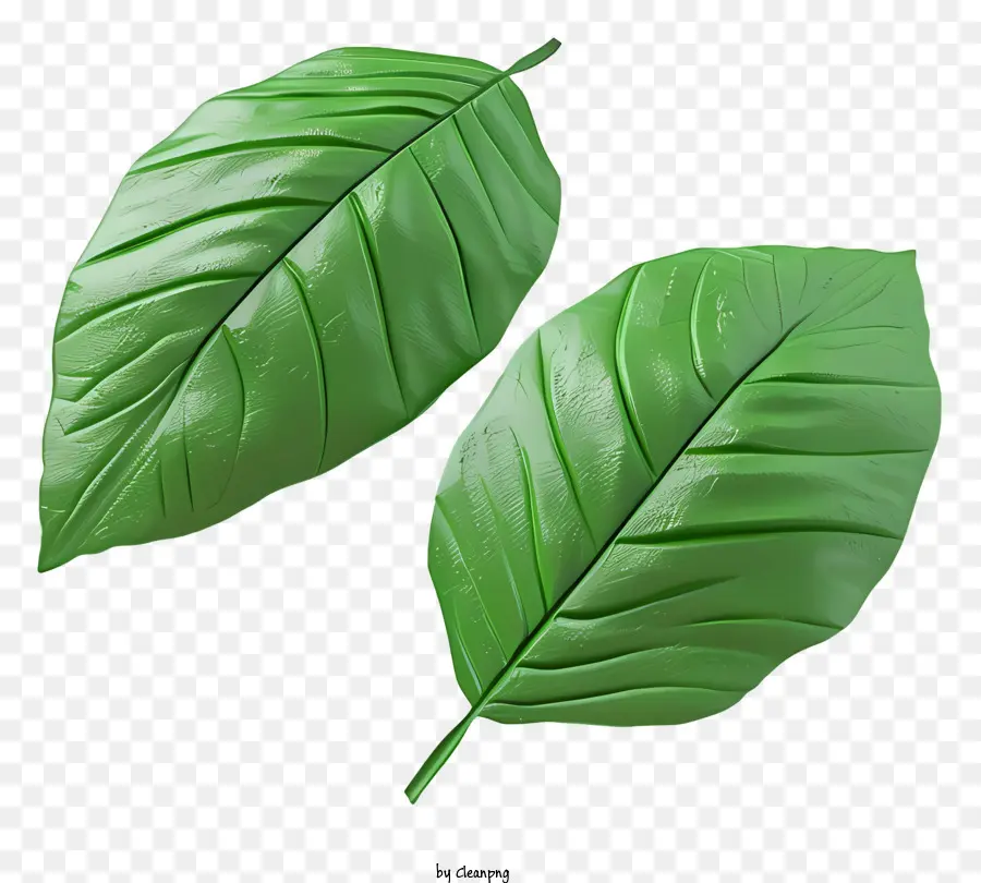 Feuille Verte，Feuilles Vertes PNG