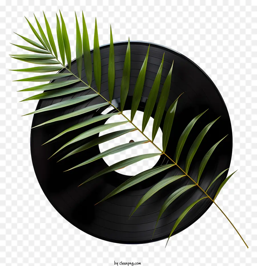 Disque Vinyle，Palm Feuille D'arbre PNG
