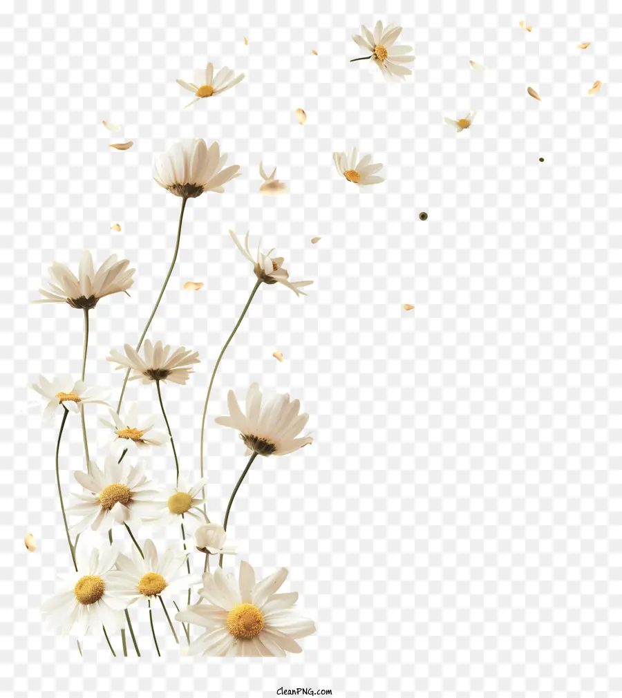 Vol Fleurs，Blanc Marguerites PNG