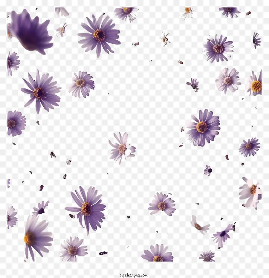 Vol Fleurs，Violet Marguerites PNG