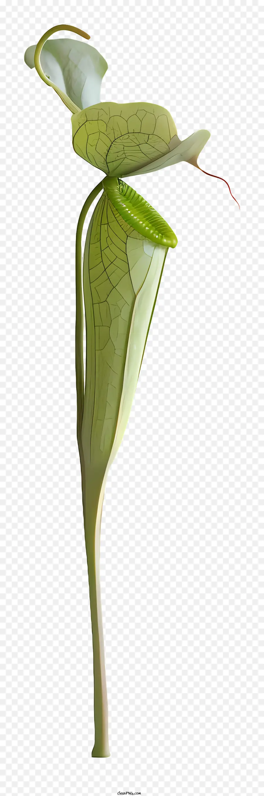Nepenthes，Plante Verte PNG